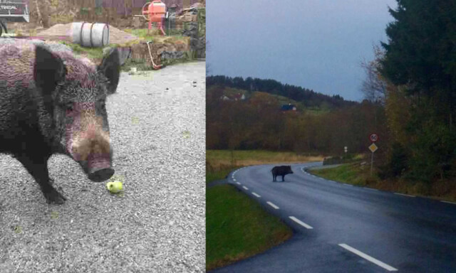 Sendt sykehus etter å ha blitt bitt av villsvin